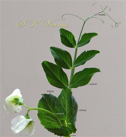  Leaf, Stipules and Inflorescence
